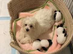 MALTESE Puppy PURE BRED x 1Male13 weeks old. 