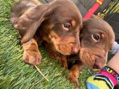 Mini chocolate dachshunds 