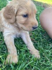 ⭐️ Gorgeous standard labradoodle puppies, Girls and boys, lo