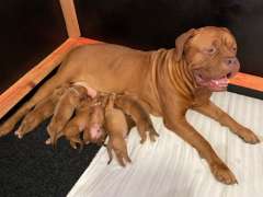 Expressions of interest Dogue puppies