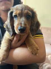 READY NOW purebred miniature longhaired dachshund puppies 