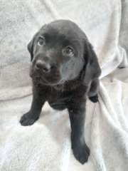 1 female Labrador Retriever Pup