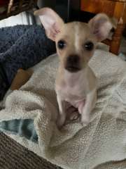 Chihuahua puppy