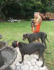 PUREBRED PEDIGREE BLUE GREAT DANE PUPPIES FOR SALE