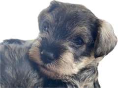 Gorgeous Miniature Schnauzer puppies