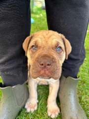 Adorable Neapolitan Mastiff 