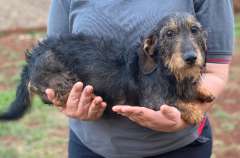 Miniature Purebred Wire-haired Dachshund