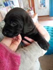 Purebred Labrador puppies for sale 