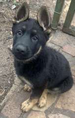 Purebred German Shepherd Pup