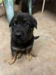 Purebred German Shepherd puppies