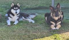 Shepsky Puppies (German Shepherd x Siberian Husky)