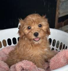 Gorgeous female Cavoodle puppies