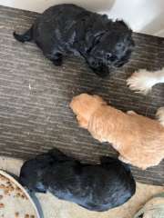 Cavoodle puppies for sale