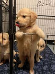 Lovely puppies ready for their new families 