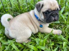 Purebred fawn pug puppies