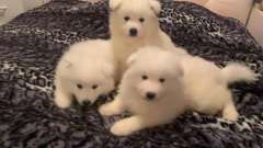 Purebred Samoyed puppies