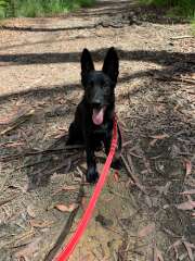 Purebred German Shepherd pups - Working Line