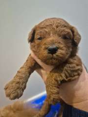 Red toy poodle puppies -expression of interest 