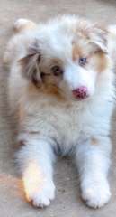 Quality Purebred Australian shepherd red merle Female 